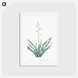 アートポストカード-New Zealand flax illustration - ピエール ジョゼフ ルドゥーテ Postcard.