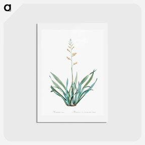 アートポストカード-New Zealand flax illustration - ピエール ジョゼフ ルドゥーテ Postcard.