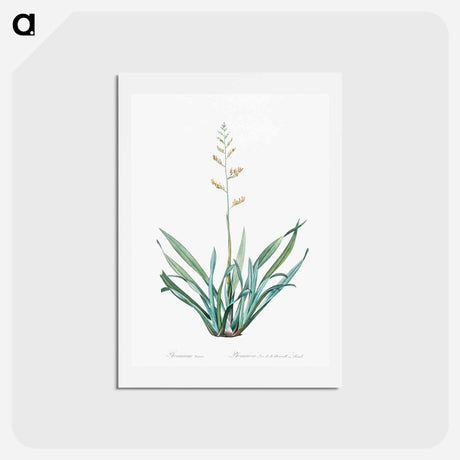 アートポストカード-New Zealand flax illustration - ピエール ジョゼフ ルドゥーテ Postcard.