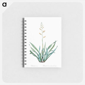 アートメモ帳-New Zealand flax illustration - ピエール ジョゼフ ルドゥーテ Memo.
