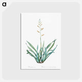 アートポストカード-New Zealand flax illustration - ピエール ジョゼフ ルドゥーテ Postcard.