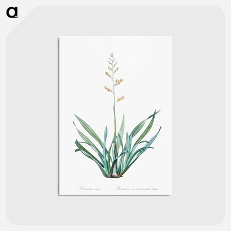 アートポストカード-New Zealand flax illustration - ピエール ジョゼフ ルドゥーテ Postcard.