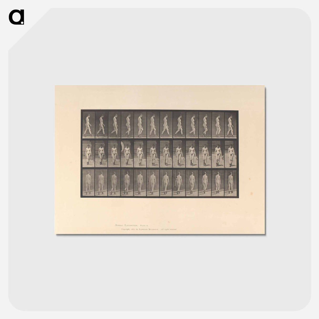 アートポストカード-Naked Woman Walking
 - エドワード マイブリッジ Postcard.
