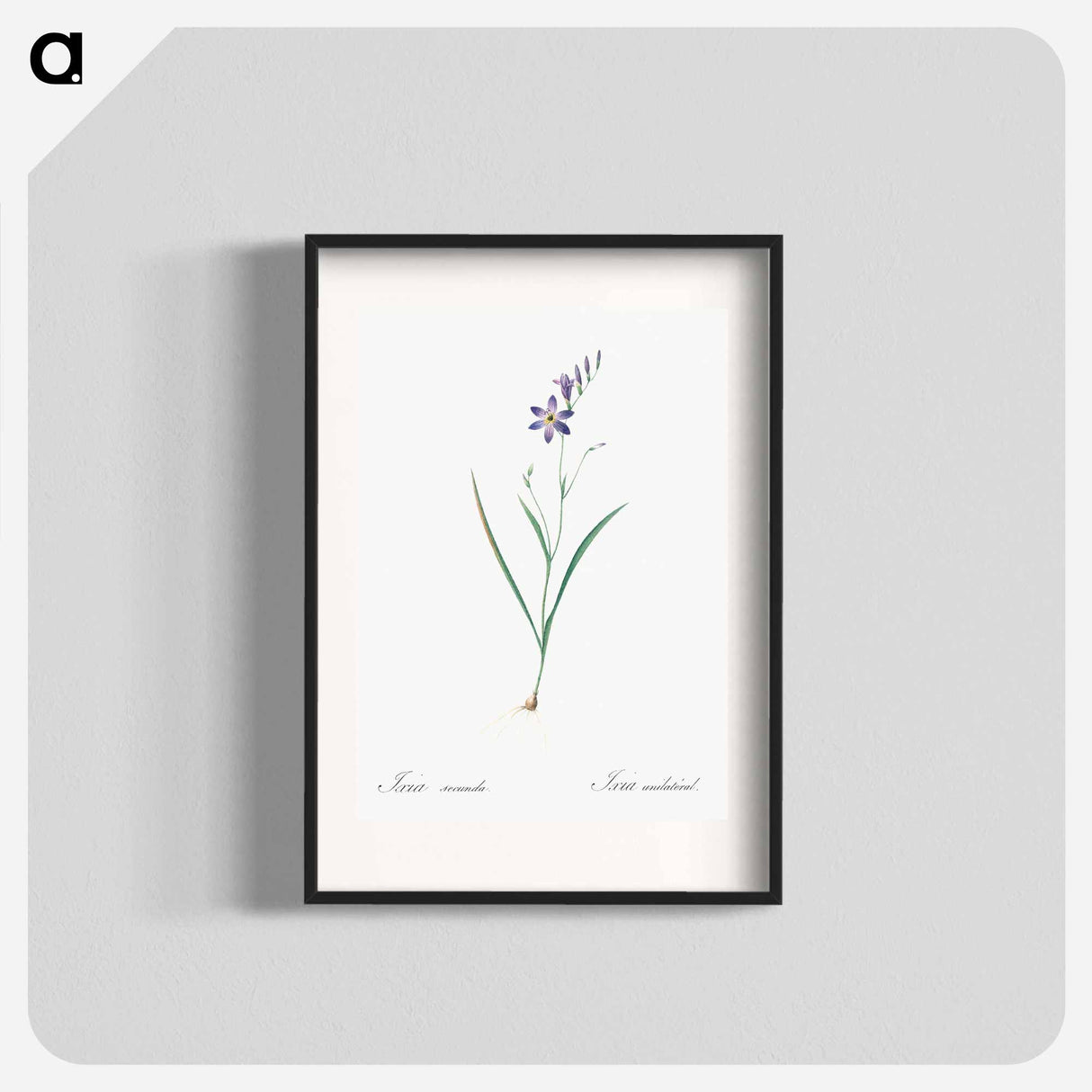 Ixia secunda - Pierre Joseph Redouté Poster.