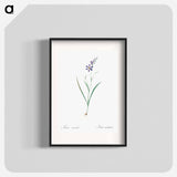 Ixia secunda - Pierre Joseph Redouté Poster.