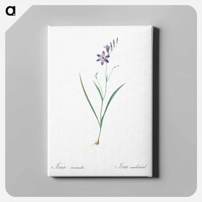 アートパネル-Ixia secunda - ピエール ジョゼフ ルドゥーテ Canvas.