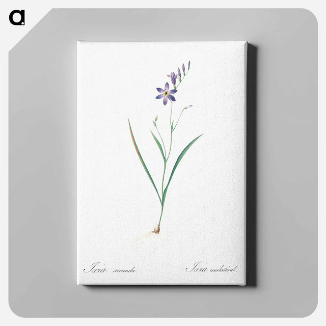 アートパネル-Ixia secunda - ピエール ジョゼフ ルドゥーテ Canvas.