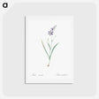 アートポストカード-Ixia secunda - ピエール ジョゼフ ルドゥーテ Postcard.