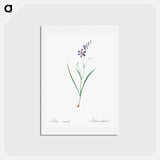 アートポストカード-Ixia secunda - ピエール ジョゼフ ルドゥーテ Postcard.