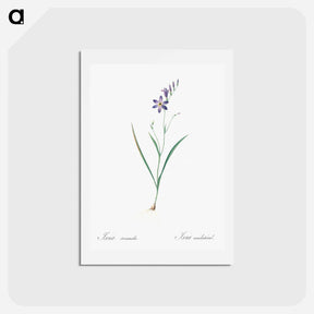 アートポストカード-Ixia secunda - ピエール ジョゼフ ルドゥーテ Postcard.