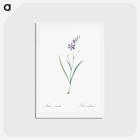 アートポストカード-Ixia secunda - ピエール ジョゼフ ルドゥーテ Postcard.