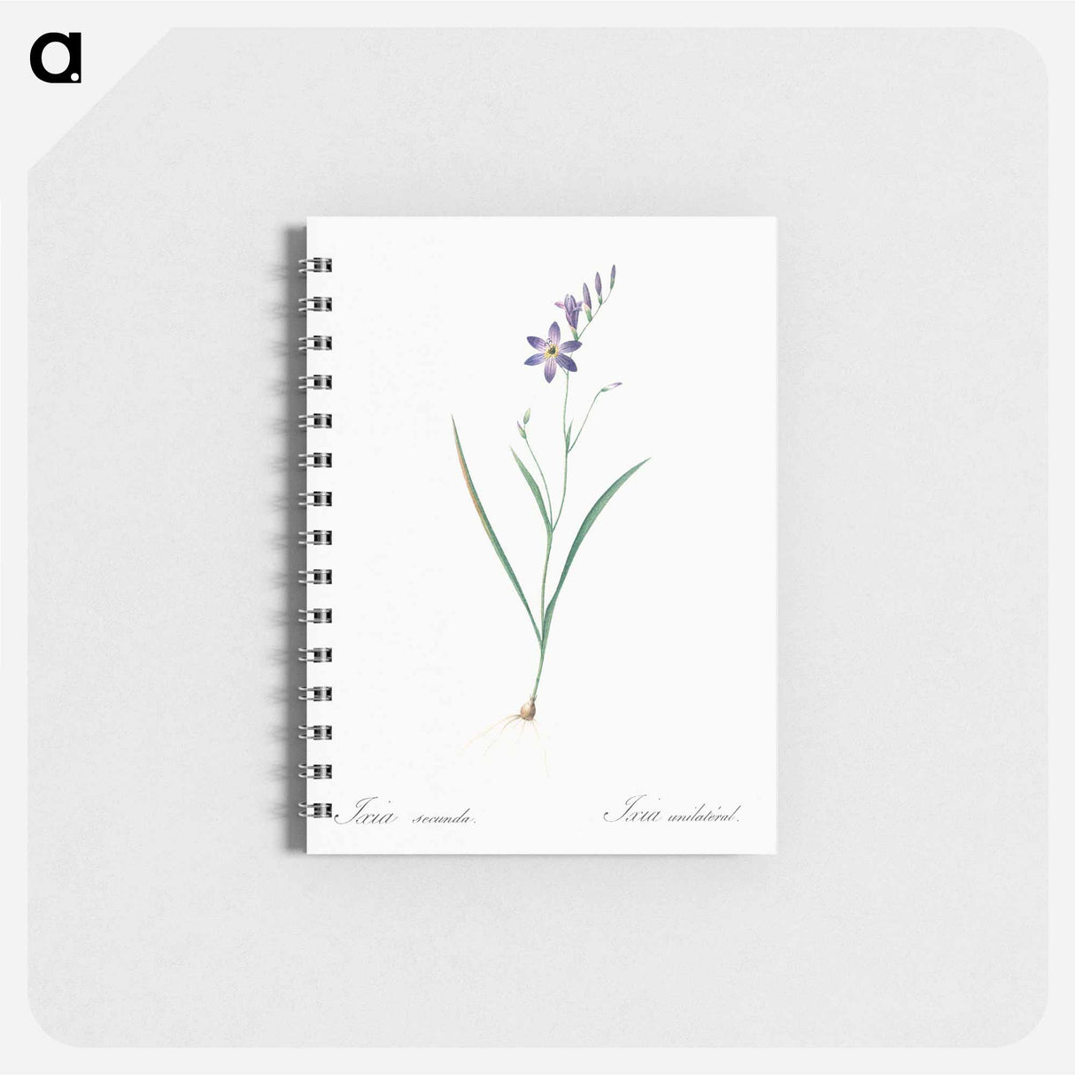 Ixia secunda - ピエール ジョゼフ ルドゥーテ Memo.