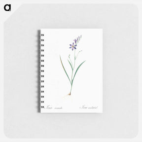 アートメモ帳-Ixia secunda - ピエール ジョゼフ ルドゥーテ Memo.
