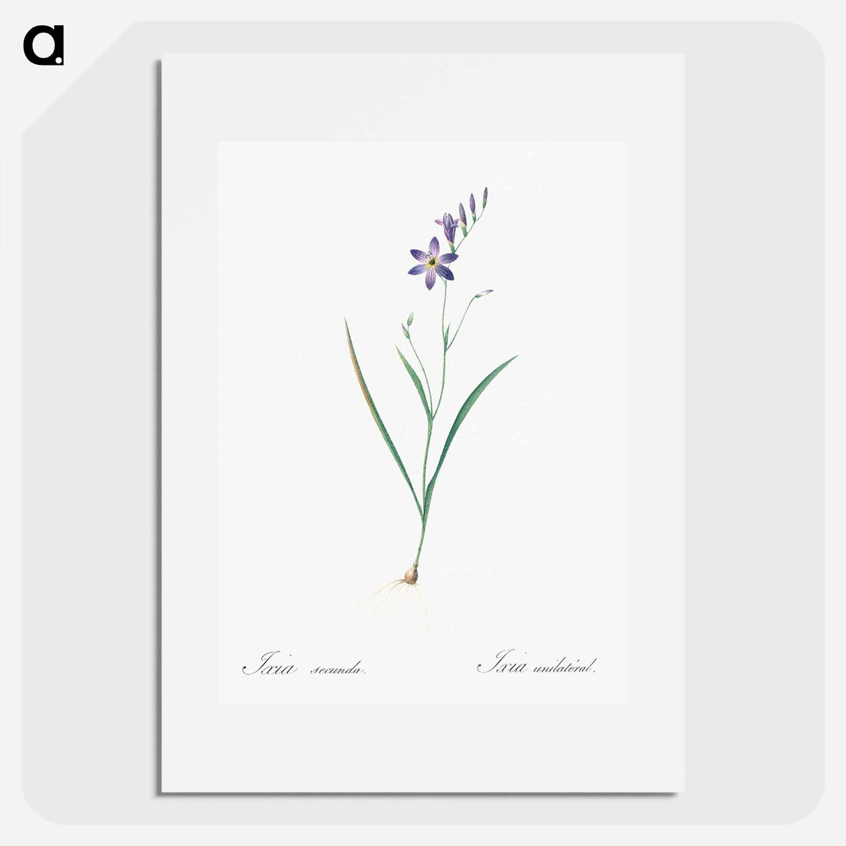 Ixia secunda - Pierre Joseph Redouté Poster.