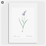 Ixia secunda - Pierre Joseph Redouté Poster.