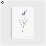 アートポストカード-Ixia secunda - ピエール ジョゼフ ルドゥーテ Postcard.