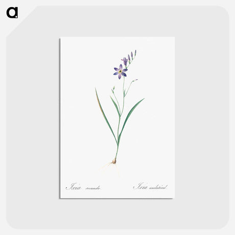 アートポストカード-Ixia secunda - ピエール ジョゼフ ルドゥーテ Postcard.
