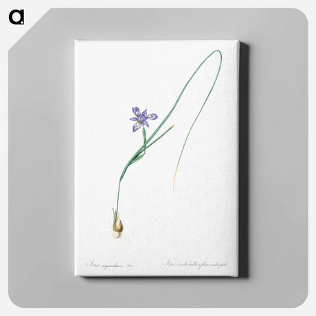 アートパネル-Barbary nut illustration - ピエール ジョゼフ ルドゥーテ Canvas.