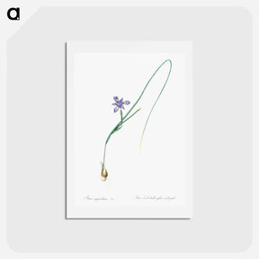 アートポストカード-Barbary nut illustration - ピエール ジョゼフ ルドゥーテ Postcard.