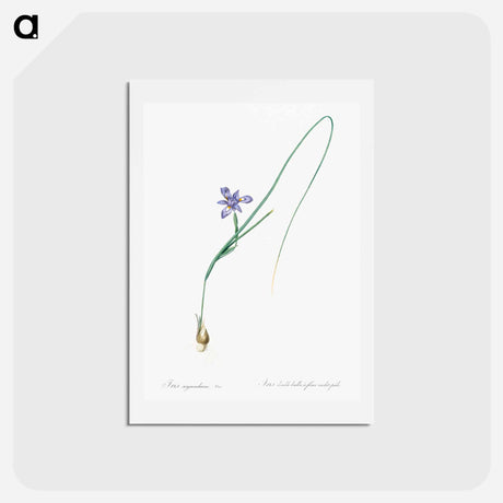 アートポストカード-Barbary nut illustration - ピエール ジョゼフ ルドゥーテ Postcard.