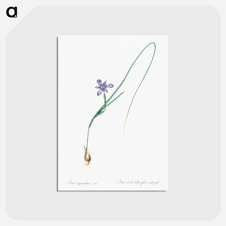 アートポストカード-Barbary nut illustration - ピエール ジョゼフ ルドゥーテ Postcard.