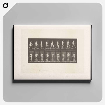 Man Ascending
 - エドワード マイブリッジ Canvas.