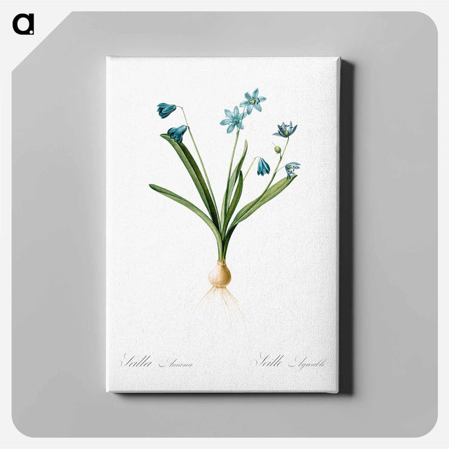 アートパネル-Scilla amoena illustration - ピエール ジョゼフ ルドゥーテ Canvas.