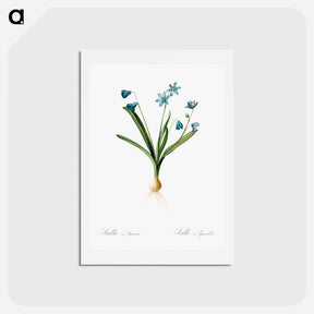 アートポストカード-Scilla amoena illustration - ピエール ジョゼフ ルドゥーテ Postcard.