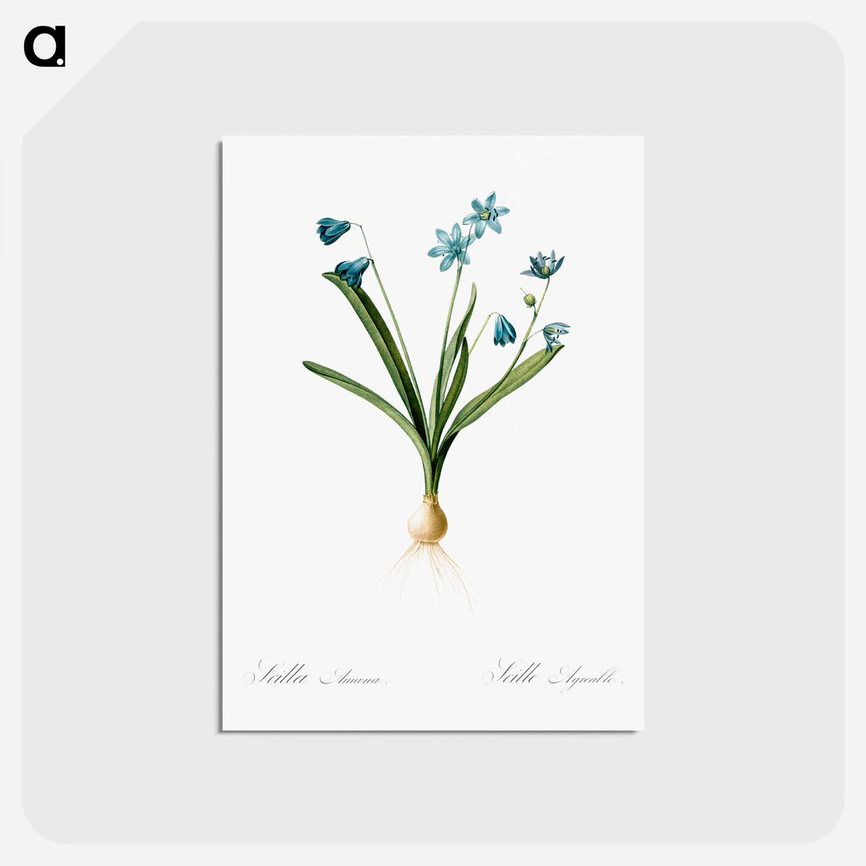 アートポストカード-Scilla amoena illustration - ピエール ジョゼフ ルドゥーテ Postcard.