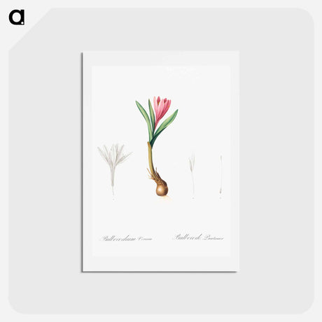 アートポストカード-Spring meadow saffron illustration - ピエール ジョゼフ ルドゥーテ Postcard.