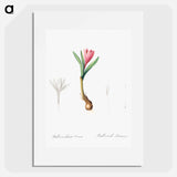 Spring meadow saffron illustration - Pierre Joseph Redouté Poster.