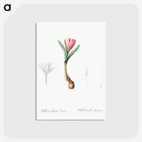 アートポストカード-Spring meadow saffron illustration - ピエール ジョゼフ ルドゥーテ Postcard.