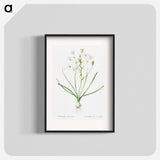 Ornithogalum umbellatum illustration - Pierre Joseph Redouté Poster.