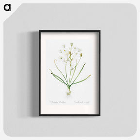 アートポスター-Ornithogalum umbellatum illustration - ピエール ジョゼフ ルドゥーテ Poster.