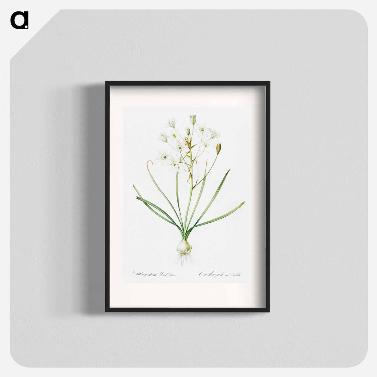 Ornithogalum umbellatum illustration - ピエール ジョゼフ ルドゥーテ Poster.