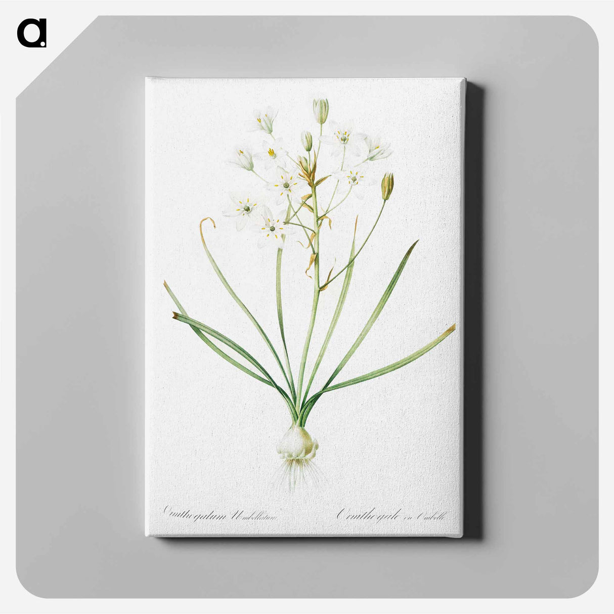 アートパネル-Ornithogalum umbellatum illustration - ピエール ジョゼフ ルドゥーテ Canvas.