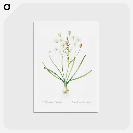 アートポストカード-Ornithogalum umbellatum illustration - ピエール ジョゼフ ルドゥーテ Postcard.
