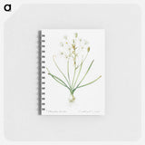 Ornithogalum umbellatum illustration - ピエール ジョゼフ ルドゥーテ Memo.