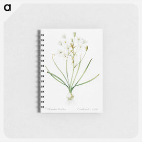 アートメモ帳-Ornithogalum umbellatum illustration - ピエール ジョゼフ ルドゥーテ Memo.