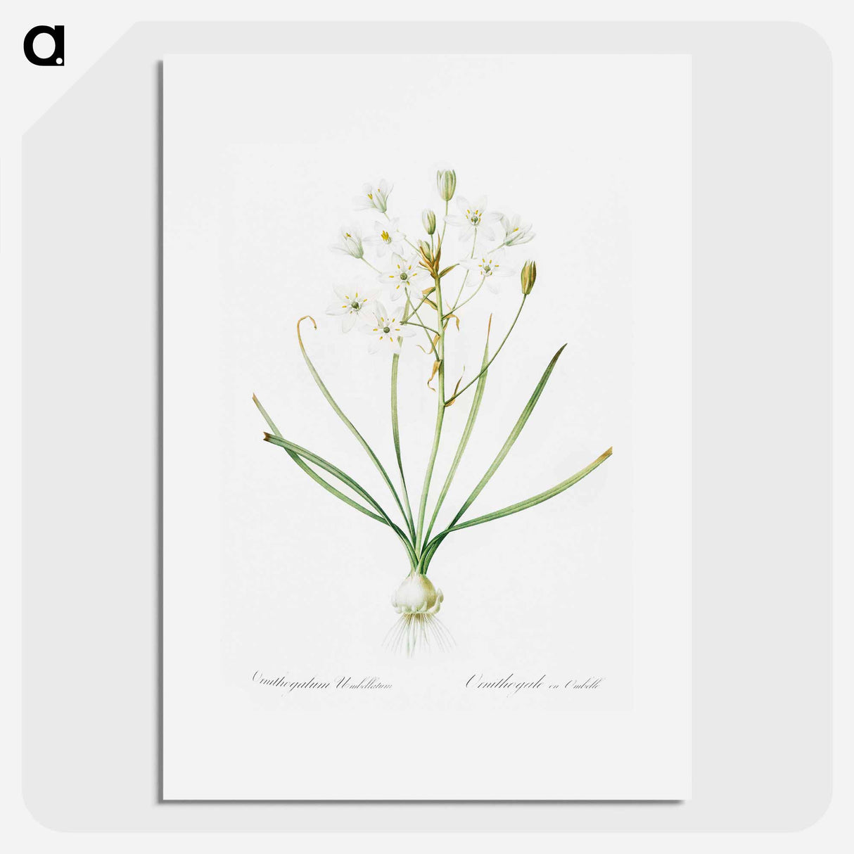 Ornithogalum umbellatum illustration - Pierre Joseph Redouté Poster.