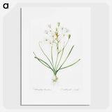 Ornithogalum umbellatum illustration - Pierre Joseph Redouté Poster.