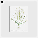 アートポストカード-Ornithogalum umbellatum illustration - ピエール ジョゼフ ルドゥーテ Postcard.