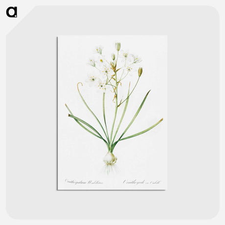 アートポストカード-Ornithogalum umbellatum illustration - ピエール ジョゼフ ルドゥーテ Postcard.