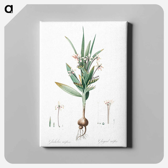 アートパネル-Baboon root illustration - ピエール ジョゼフ ルドゥーテ Canvas.