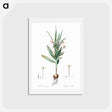 アートポストカード-Baboon root illustration - ピエール ジョゼフ ルドゥーテ Postcard.