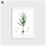 アートポストカード-Baboon root illustration - ピエール ジョゼフ ルドゥーテ Postcard.