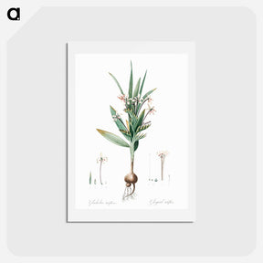 アートポストカード-Baboon root illustration - ピエール ジョゼフ ルドゥーテ Postcard.