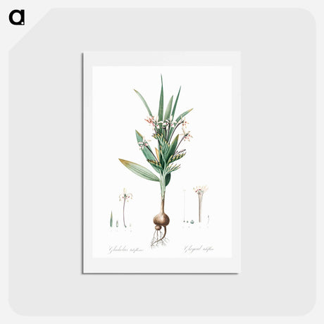 アートポストカード-Baboon root illustration - ピエール ジョゼフ ルドゥーテ Postcard.