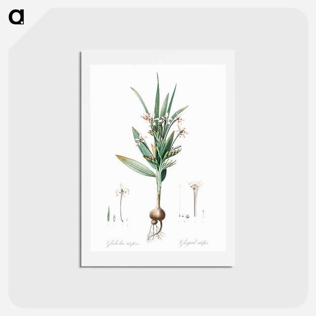 アートポストカード-Baboon root illustration - ピエール ジョゼフ ルドゥーテ Postcard.