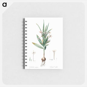 アートメモ帳-Baboon root illustration - ピエール ジョゼフ ルドゥーテ Memo.